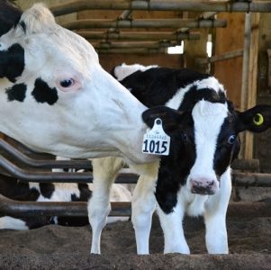 Bond between cow and calf grows deeper when suckling is allowed