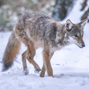 Kip the Coyote Calls UBC Vancouver Campus Home