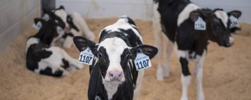 Dairy Centre Calf