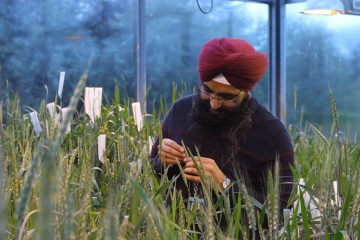 Gurcharn Brar Wheat Grain