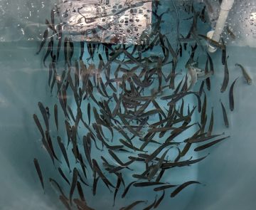 Juvenile fish